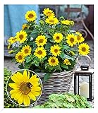 BALDUR Garten Winterharte Sonnenblume "SunCatcher®", 1 Pflanze, Helianthus, bienen- & schmetterlingsfreundlich, winterharte Stauden-Sonnenblume, mehrjährig, blühend