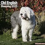 Old English Sheepdog - Bobtails 2025 - 16-Monatskalender: Original Avonside-Kalender [Mehrsprachig] [Kalender] (Wall-Kalender)