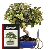 Genki-Bonsai Freiland Starterset Apfelbaum ca. 30–35 cm – 4-teiliges Bonsai Komplettset mit Schere, Untersetzer & Bonsaibuch – robuster Outdoor-Bonsai für Anfänger & Fortgeschrittene vom Fachhändler
