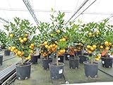 gruenwaren jakubik Calamondin Stamm Busch Orange Citrus Mitis 80-90 cm Orangenbaum Calamondino Kalamansi