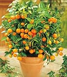 BALDUR Garten Orangen-Bäumchen, 1 Pflanze, Citrus microcarpa Calamondin, essbare Früchte, Zitruspflanze, mehrjährig - frostfrei halten, Wasserbedarf gering