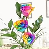 3 bunte Rosen - Regenbogenrosen - Dekoriert mit Ruskus und Gräsern - Inklusive gratis Vase und Grußkarte
