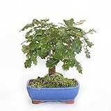 KENTIS - Quercus Pubescens Bonsai - Flaumeiche Bonsai Baum - Eiche - Echte Außenpflanzen - Outdoor Pflanze - Hoch 20-30 cm Keramiktopf Ø 21 cm