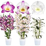 Orchideen Echte Pflanzen - Bambus Dendrobium Nobile Kollektion - 3 große Zimmerpflanzen aus Holland - 30-40 cm hoch - blühend und duftend (Nicht künstlich, ohne Dünger und Topf, keine Samen)