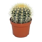 Exotenherz - Echinocactus grusonii - Schwiegermutterstuhl - im 12cm Topf