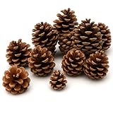 NaDeco Tannenzapfen 1kg, 50 Stk, 5-6cm, Weihnachtsdeko Adventskranz Tannen Zapfen Kiefernzapfen Schwarzkiefern, Naturdeko Deko Dekoration Weihnachten Advent Christmas Gesteck Tannendeko Weihnachtsbaum