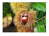 Edelkastanie Castanea sativa Pflanze 15-20cm Esskastanie Maronen Maroni Kastanie