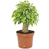 Gardeners Dream Ficus Benjamini 'Kinky' (Höhe inkl. Topf: 20-30 cm) - Birkenfeige Zimmerpflanze - Echte Pflanzen für Drinnen - Grünpflanzen Zimmerpflanzen - Pflanzen Deko - Große Topf Pflanze