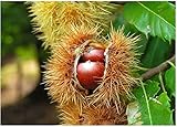 Edelkastanie Castanea sativa Pflanze 45-50cm Esskastanie Maronen Maroni Kastanie