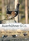 Auerhühner & Co.: Heimliche Vögel in wilder Natur