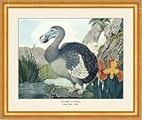 Der Dodo Kapuzentragender Nachtvogel flugunfähig ausgestorben Zötl A3 21 Gerahmt