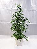 [Palmenlager] - Ficus benjamini"Exotica" 160/170 cm/Zimmerpflanze