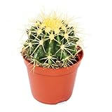 Exotenherz - Echinocactus grusonii - Schwiegermutterstuhl - im 5,5cm Topf