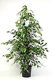 Kompakte Birkenfeige - Ficus Benjamina Exotica 130-150 cm – Pflegeleichte Zimmerpflanze für Frisches Raumklima – Grünpflanze für Ihr Zuhause