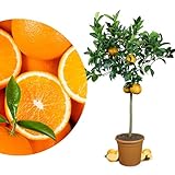 Meine Orangerie Orangenbaum Grande - echte Orange - große, fruchtreife Zitruspflanze - Citrus sinensis - Orange Tree - veredelter Apfelsinenbaum in Gärtner-Qualität