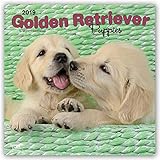 Golden Retriever Puppies - Golden Retriever-Welpen 2023 - 16-Monatskalender: Original Avonside-Kalender [Mehrsprachig] [Kalender]