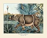 Kunstdruck Das Nashorn Rhinozerosse Rhinocerotidae Afrika Asien Panzernashorn Zötl A3 30