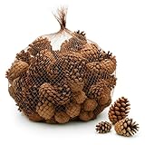 NaDeco Sylvestris-Zapfen ca.150 Stück 1kg, Weihnachten Waldkiefer-Zapfen Pinus Sylvestris Kieferzapfen Tannenzapfen Fichtenzapfen, Herbst Winter Deko Dekoration Naturdeko, Adventskranz Weihnachtsbaum