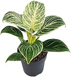 Fangblatt - Philodendron Birkin 'White Measure' - grün weiß gestreifte Baumfreund - pflegeleichte Zimmerpflanze - außergewöhnliche Kletterpflanze