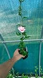 Hibiskus syriacus Pflanze Winterhart Rose Rosa Setzlinge Blumenbüsch P9 in Topf