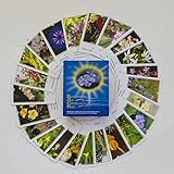 Bachblüten-Karten: Karten - Deutsch. Blüten als Chance und Hilfe: Kartenset mit allen 39 Bachblütenfotos