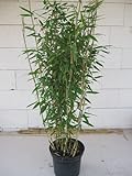 Fargesia robusta Campbell® - robuster Heckenbambus 80-100 cm Verpackungseinheit 5