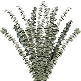Lyeiaa Echt Eukalyptus Getrocknet, 10 Stück Trockenblumen, Getrocknet Blumen Deko, Natürlich Dried Flower Bouquet Trockenblumenstrauß, Schlafzimmer/Badezimmer/Balkon/Wohnzimmer Deko, 40-43cm