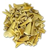 Rokkolino Haifischzähne aus Marokko | Glasflasche gefüllt mit über 40 Millionen Jahre alten fossilen Haifischzähnen