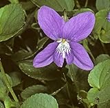 Duftveilchen Königen Charlotte - Viola odorata