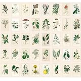 Bear and Bee 40 Vintage Postkarten mit alten Fotos und Zeichnungen (Alte medizinische Pflanzen)