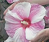 XXL Hibiscus moscheutos 'Kopper King' ® – Riesenhibiskus, Staudenhibiskus mit kupferrotem Laub, riesige rosa-weiße Blüten, wetterhart & bienenfreundlich