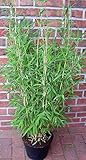 2 Stück Bambus, Höhe: 110-120 cm, Fargesia murielae Jumbo, winterharte Bambuspflanzen