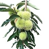 Esskastanienbaum Ecker 1 selbstfruchtbare veredelte Esskastanie Marone 40-60 cm 2,8 Liter Topf