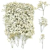 100 Stück Schleierkraut Getrocknet, Trockenblumen Schleierkraut, Trockenblumen zum Basteln, Getrocknete Blumen Klein für DIY Fotorahmen, Lesezeichen, Grußkarten (White)