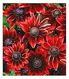 BALDUR Garten Sonnenhut Rudbeckia 'Cherry Brandy', 3 Pflanzen winterhart mehrjährige Gartenstauden, Blumenstaude, Rudbeckia hirta, Sonnenhut Rudbeckia rot, winterharte Staude, bienenfreundlich