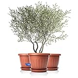 BigDean 3X Blumentopf mit Untersetzer rund ø50xH38 cm Terracotta - wetterfester Pflanzkübel - Wasserablauf UV-beständig aus bruchsicherem Kunststoff - Innen + Außen geeignet - Made in Europe