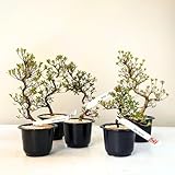 Satsuki Azalee Bonsai – 1x Japanischer Outdoor Bonsai Baum – Perfekter Anfänger- Winterhart – 12 cm Topf – Pflegeleichter Blütenbonsai – Blüht in Wunderschönen Farben (Reiko)