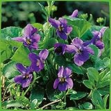Violettblaues Duftveilchen 'Königin Charlotte'