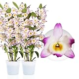Orchideen Echte Pflanzen - Bambus Dendrobium Nobile Pink Passion - 2 große Zimmerpflanzen aus Holland - 30-40 cm hoch - mit Blüten und Duftend (Nicht künstlich, ohne Dünger und Topf, kein Samen)