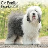 Old English Sheepdog Calendar 2026 Square Dog Breed Wall Calendar - 16 Month