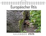 Europäischer Iltis: (Wandkalender 2026, Kalender DIN A4 quer, Monatskalender im Querformat mit Kalendarium, das perfekte Geschenk)