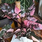 Philodendron, zimmerpflanzen Philodendron melanochrysum, garten winterharte für balkon indoor pflegeleichte zimmerpflanzen exotische 30Samen