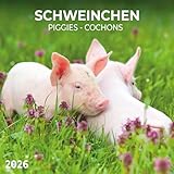Schweinchen/Piggies 2026: Kalender 2026 (Artwork Edition)