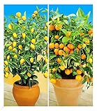 BALDUR Garten Zitronen- & Orangenbaum,2 Pflanzen, leuchtende, essbare Früchte, duftende Blüten, immergrünes Laub, pflegeleicht, ideal für Balkon & Terrasse, perfekt als dekorative Kübelpflanze