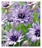 BALDUR Garten Blaue Rasselblume 'Catananche',3 Pflanzen, erinnert an Kornblumen, trockenheitsverträglich, bienenfreundlich, winterhart, blüht über viele Wochen, ideal für naturnahe Gärten