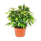 Exotenherz - Buschige Birkenfeige - Ficus benjamini "Kinky Green" - 12cm Topf