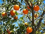 Citrus Sinensis Valencia 120-140 cm - Orangenbaum (Apfelsine) für Garten & Terrasse - Süße, Saftige Früchte - Perfekt für Eigenanbau und Obstgenuss