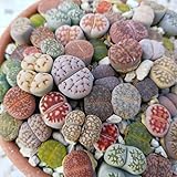 SUNNYPLANTS - Lithops-Mischsamen, Lithops Samen Mischung, Lebender Steine Samen, Lithops Samen, Lithops Mix (20)