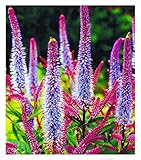 BALDUR Garten Veronika 'Cupido',2 Pflanzen, schimmern wunderschön pink & blau, winterharte, mehrjährige Staude, ideal für Staudenrabatte & im Kübel, wunderschöner Blickfang