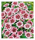 BALDUR Garten Stauden-Malve Zebrina, 3 Pflanzen, Blütenmeer über viele wochen, pflegeleicht, für Beet und Kübel, winterhart, mehrjährig & pflegeleicht